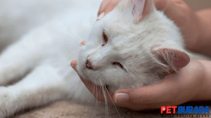 Zehirlenen Kedi Kaç Gün Yaşar