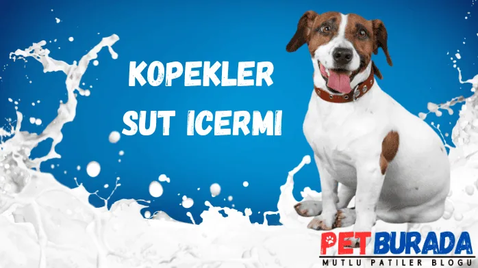 kopekler sut icermi