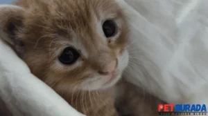 Kedi Yatağa Neden İşer