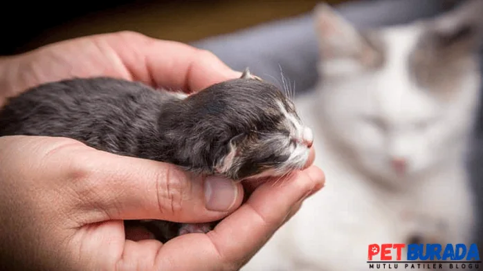 Kedi Yavrusuna İnsan Dokunursa Ne Olur