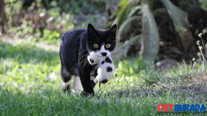 Kedi yavrusunu neden taşır