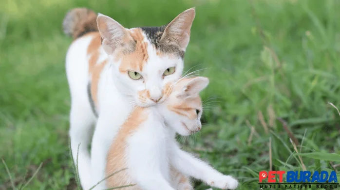 Kedi yavrusunu neden taşır