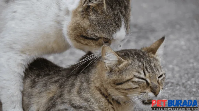 Kızgınlığa Giren Erkek Kedi Nasıl Sakinleştirilir