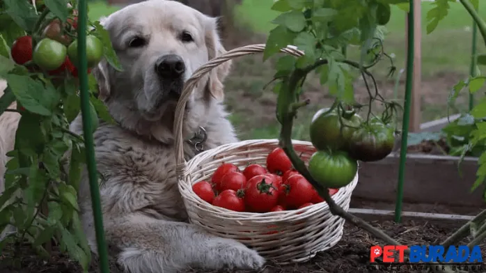 Köpekler Domates Yer mi