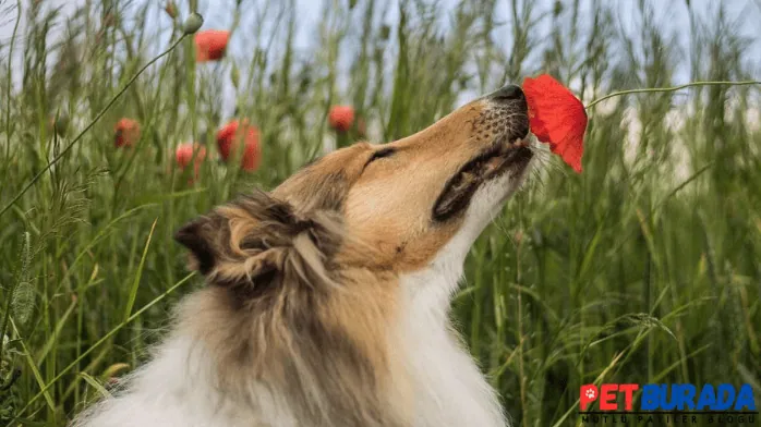 Köpekler Hangi Renk Görür