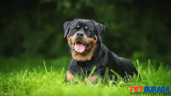 Köpekler Hangi Renk Görür