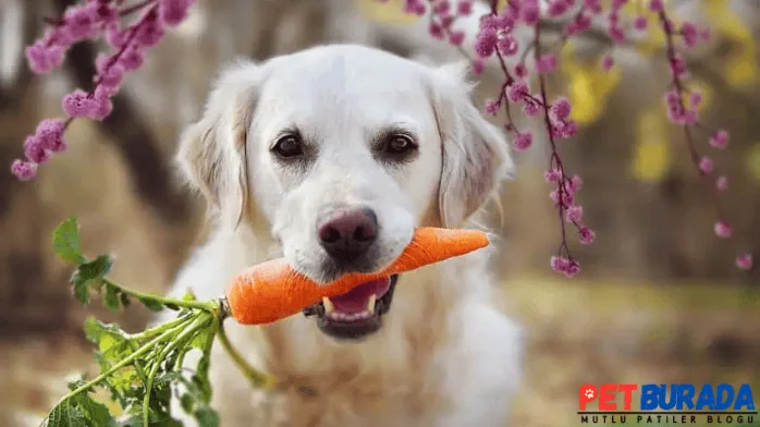 Köpekler Kavun Yer Mi