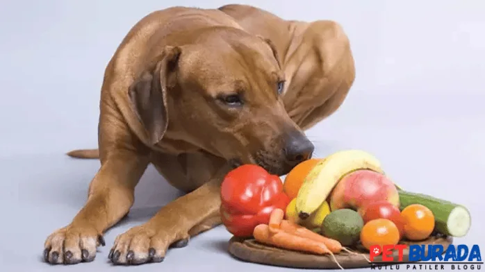 Köpekler Kavun Yer Mi