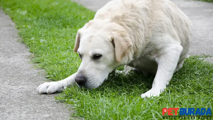 Köpeklerde Sarı Kusmuk