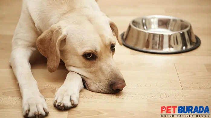 Köpeklerde Sarı Kusmuk