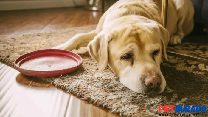 Köpeklerin Ateşi Nasıl Düşürülür