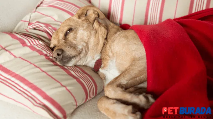 Köpeklerin Ateşi Nasıl Düşürülür