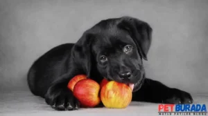 Köpeklerin Yiyebileceği Sebze Ve Meyveler
