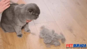 kedi tüyü yuttum
