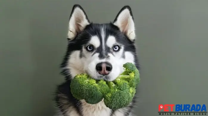 Köpekler Brokoli Yer Mi