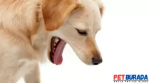 Köpekler Neden Kusar