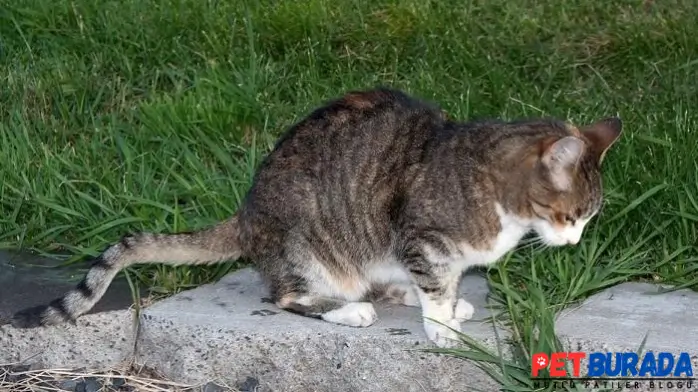 Kediler Neden Yeşil Kusar